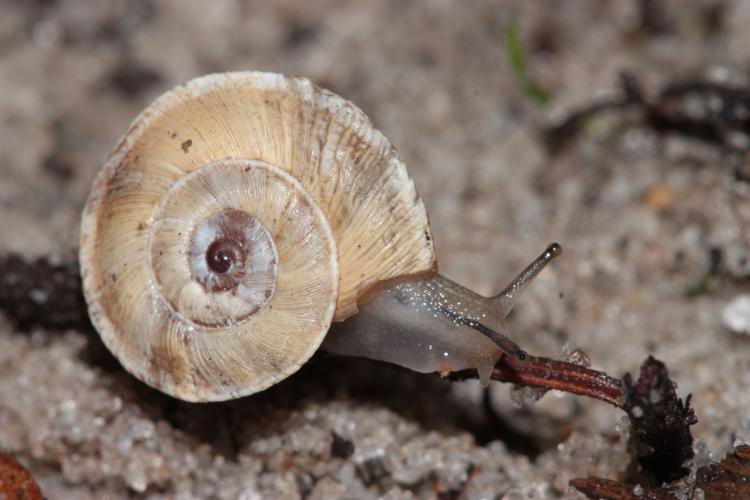 Xerosecta explanata, individu adulte actif, Marseillan-Plage (34), 30 novembre 2023 © Pierre-Olivier Cochard