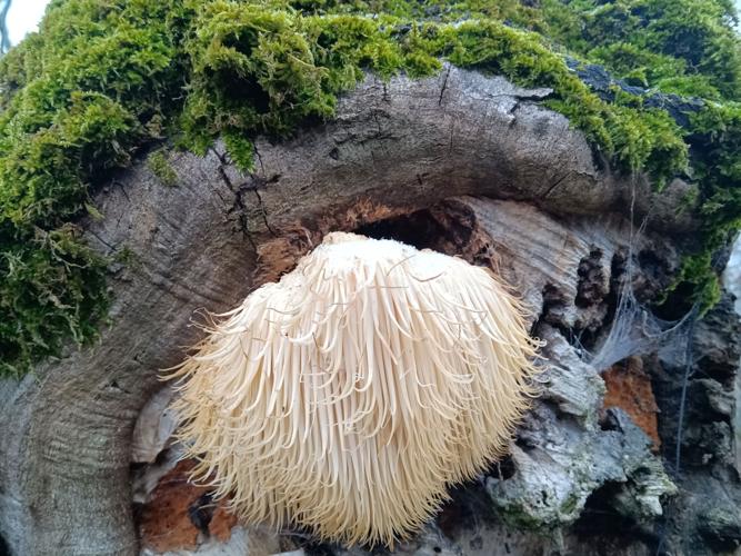 Hydne hérisson (Hericium erinaceus), 27 janvier 2023 Boucagnères (32) © Jean-Michel Catil