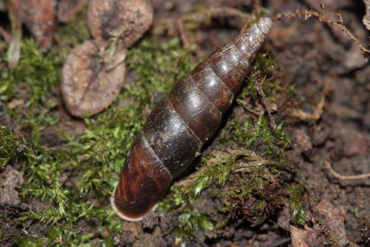 Cochlodina laminata, individu adulte © Pierre-Olivier Cochard