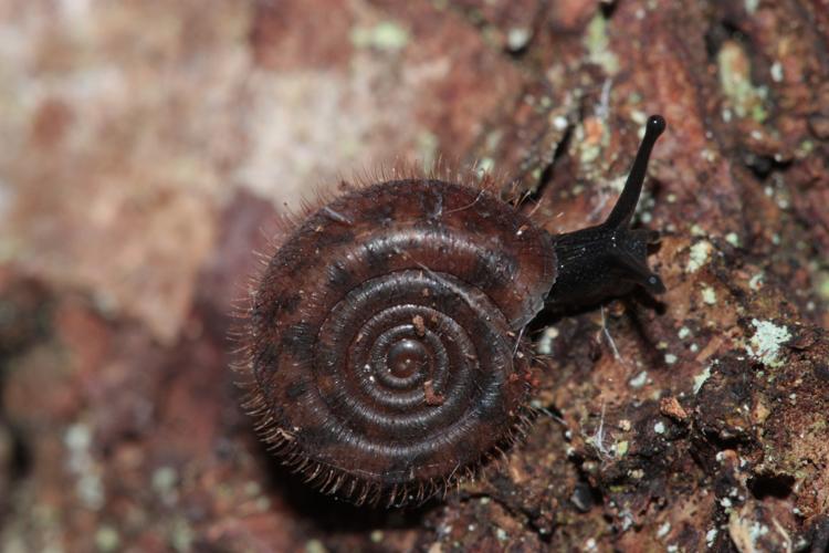 Helicodonta obvoluta, spécimen en activité en sous bois (Puivert, Aude) © Pierre-Olivier Cochard