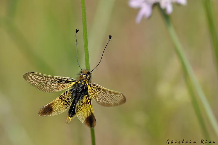 Libelloides ictericus, juin 2016 © Ghislain Riou