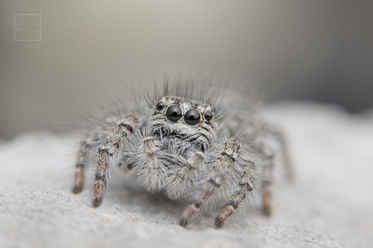 Philaeus chrysops, Agos-Vidalos (Hautes-Pyrénées) © Gilles Pottier