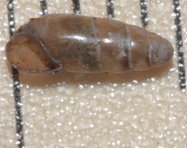 Gomphroa boissii, coquille adulte de 5 mm trouvée à Escaro (Pyrénées-Orientales), novembre 2023 © Pierre-Olivier Cochard