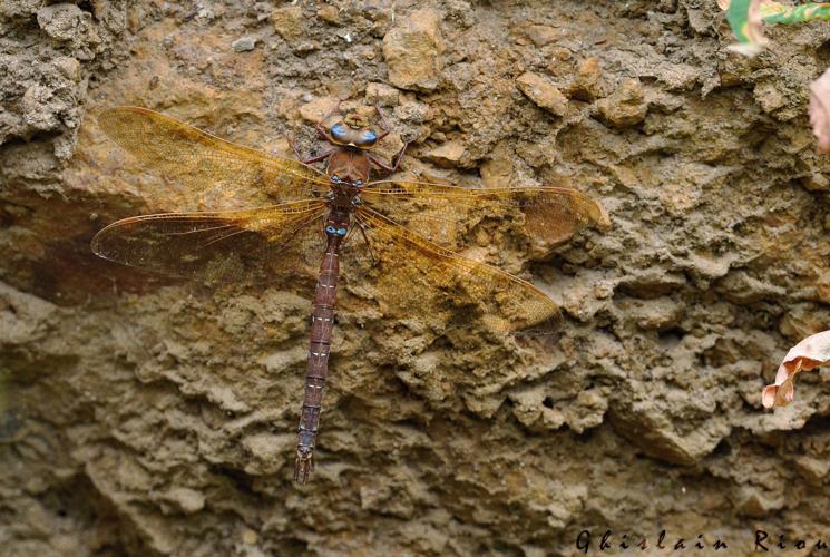 Aeshna grandis, juillet 2022 © Ghislain Riou