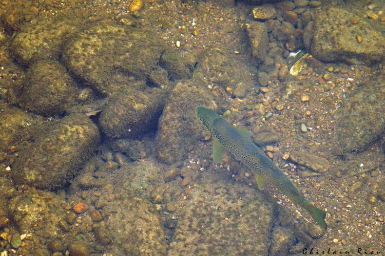 Salmo trutta fario, oct. 2016, Bédarieux (34) © Ghislain Riou