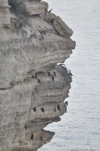 Colonie de Cormorans huppés, 10 juin 2015, Leucate (11) © Ghislain Riou