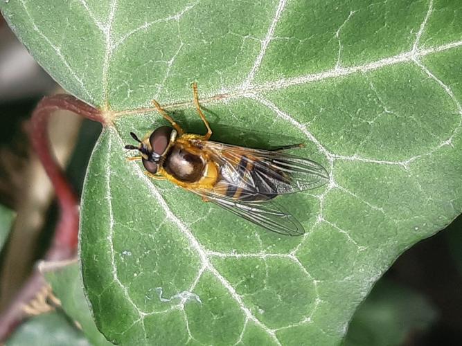 Epistrophe eligans, 4 mars 2024, Venerque (31) © Ghislain Riou