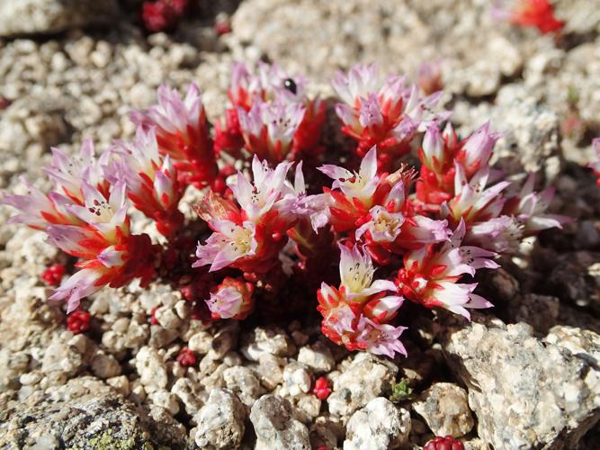 Sedum candolleanum © Bastien Louboutin