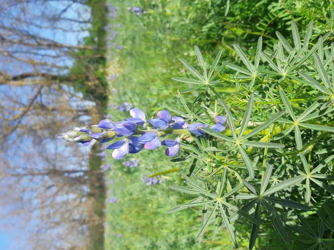 Lupinus angustifolius, 3 avril 2024, Lamasquère (31) © Ghislain Riou