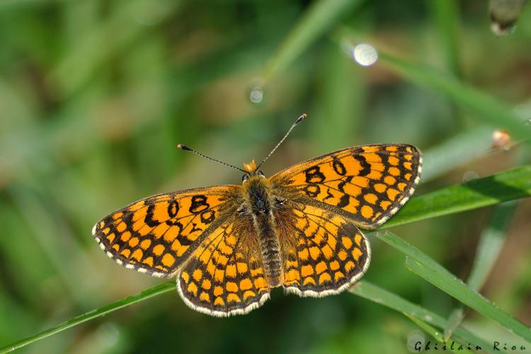 Melitaea deione mâle, 11 avril 2024, Venerque (31) © Ghislain Riou