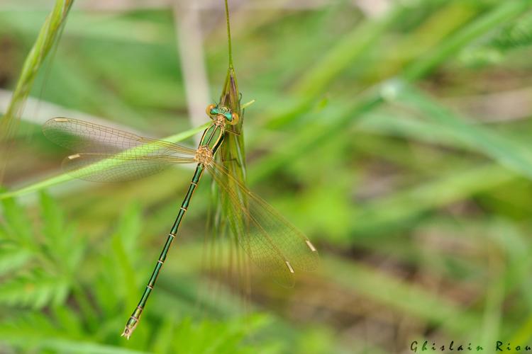 Lestes barbarus fem., 12 mai 2024, Venerque (31) © Ghislain Riou