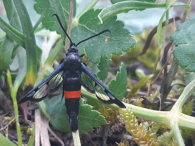 Synanthedon myopaeformis, 18 mai 2024, Venerque (31) © Ghislain Riou