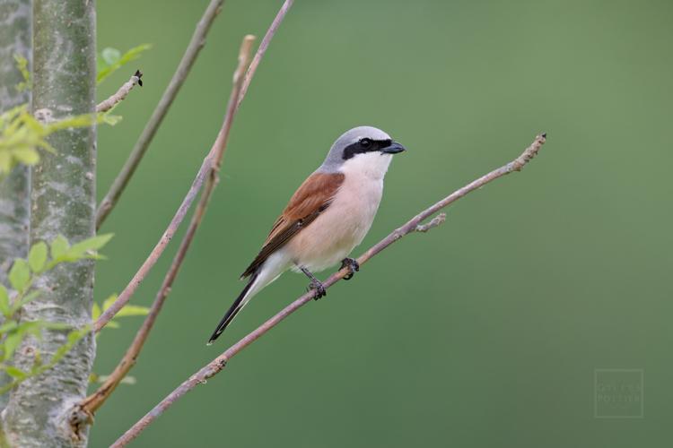 Lanius collurio ♂, 26 mai 2024, Montgaillard (Hautes-Pyrénées) © Gilles Pottier