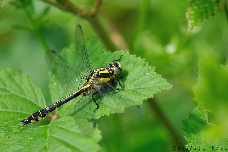 Gomphus vulgatissimus, 24 mai 2024, Lissac-et-Mouret (46) © Ghislain Riou