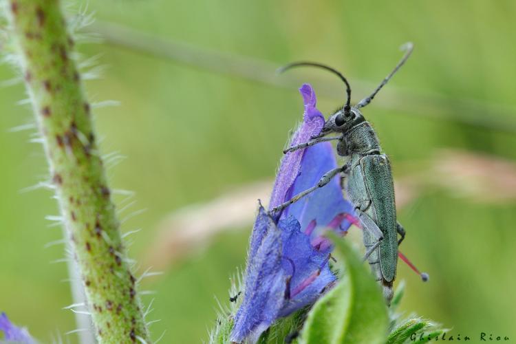 Opsilia coerulescens, 8 juin 2024, Venerque (31) © Ghislain Riou