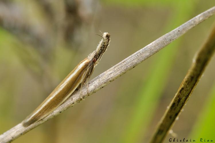 Pleurota aristella, 8 juin 2024, Venerque (31) © Ghislain Riou