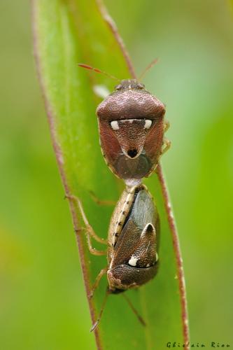 Accouplement Stagonomus bipunctatus, 8 juin 2024, Venerque (31) © Ghislain Riou