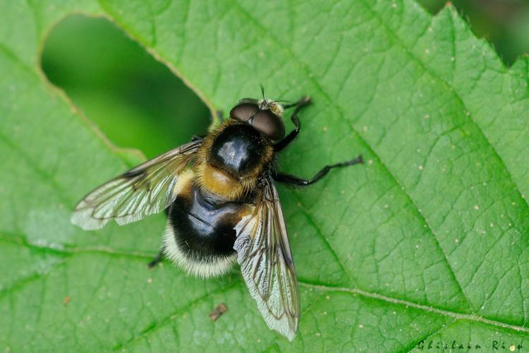 Volucella bombylans, 10 juin 2024, Lissac-et-Mouret (46) © Ghislain Riou