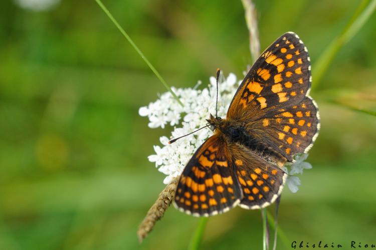 Melitaea athalia, 10 juin 2024, Lissac-et-Mouret (46) © Ghislain Riou