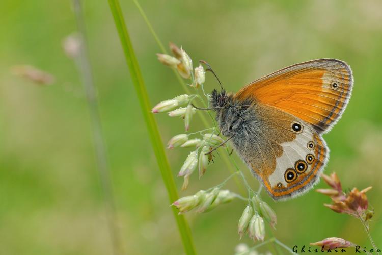 Coenonympha arcania, 10 juin 2024, Lissac-et-Mouret (46) © Ghislain Riou