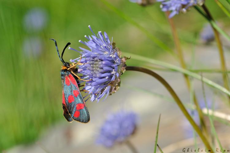 Zygaena anthyllidis, 25 juin 2024, Oô (31) © Ghislain Riou