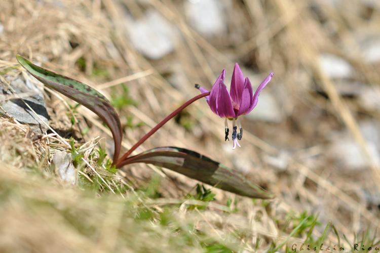 Erythronium dens-canis, 25 juin 2024, Oô (31) © Ghislain Riou