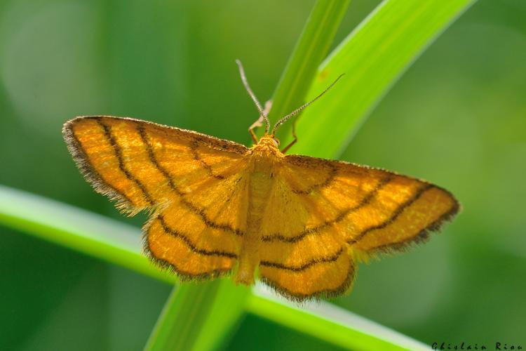 Idaea aureolaria, 27 juin 2024, Gavarnie-Gèdre (65) © Ghislain Riou