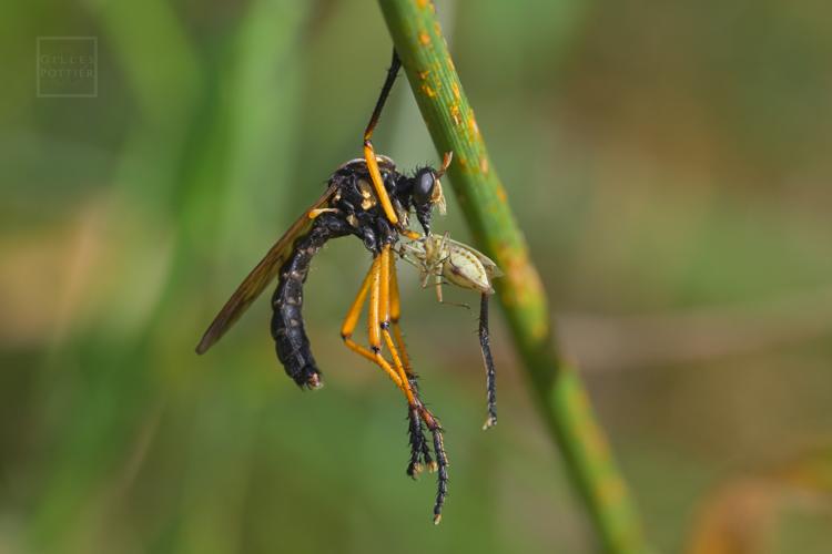 Molobratia teutonus, individu consommant un hémiptère (Arcizac-Adour, Hautes-Pyrénées, 05/07/2024) © Gilles Pottier