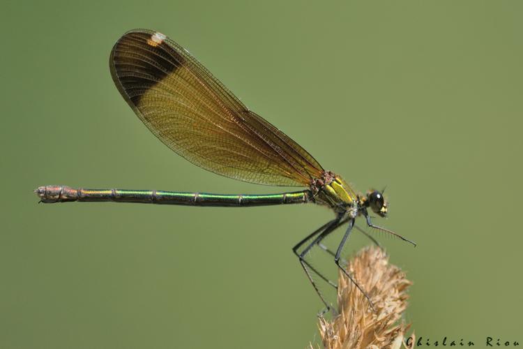 Calopteryx haemorrhoidalis fem, 10 juillet 2024, Lamasquère (31) © Ghislain Riou