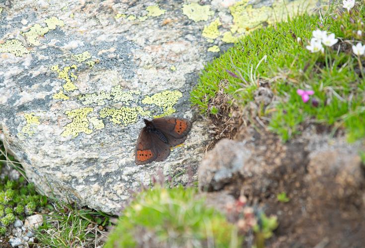 Erebia pandrose, 11/07/2024, Casteil (66) © Simon Combet