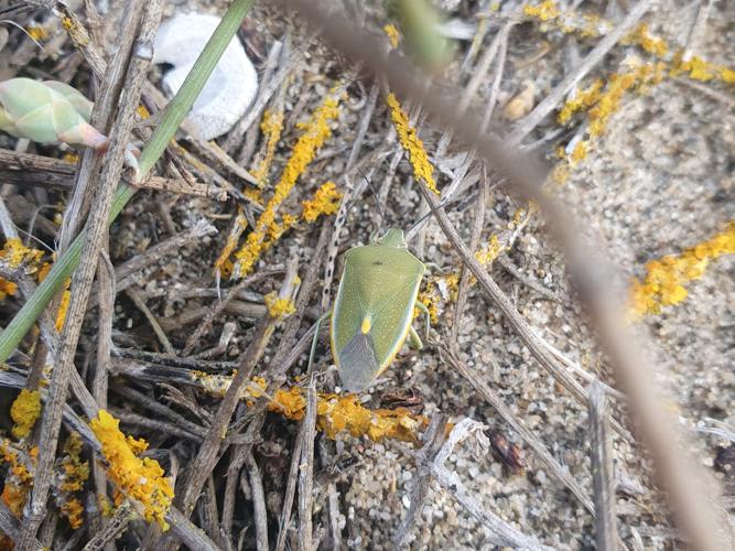 Brachynema germarii, 30/06/2024, Canet-en-Roussilon © Simon Combet