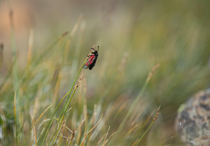 Zygaena exulans, 25/07/2024, Taurynia (66) © Simon Combet