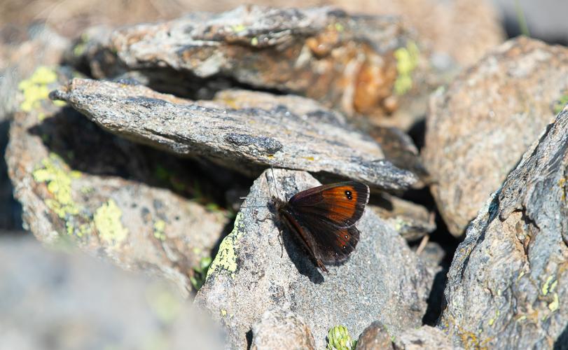 Erebia gorge, 25/07/2024, Taurynia (66) © Simon Combet