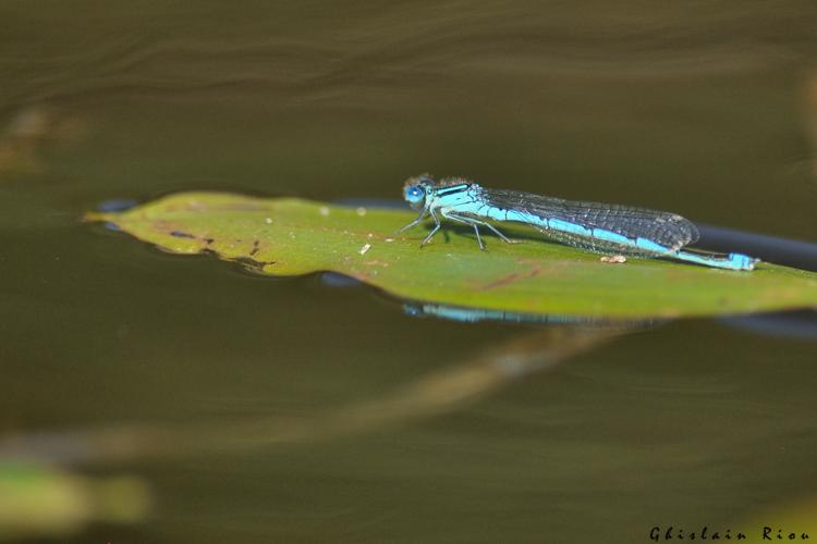 Erythromma lindenii, 26 juil. 2024, Creysse (46) © Ghislain Riou