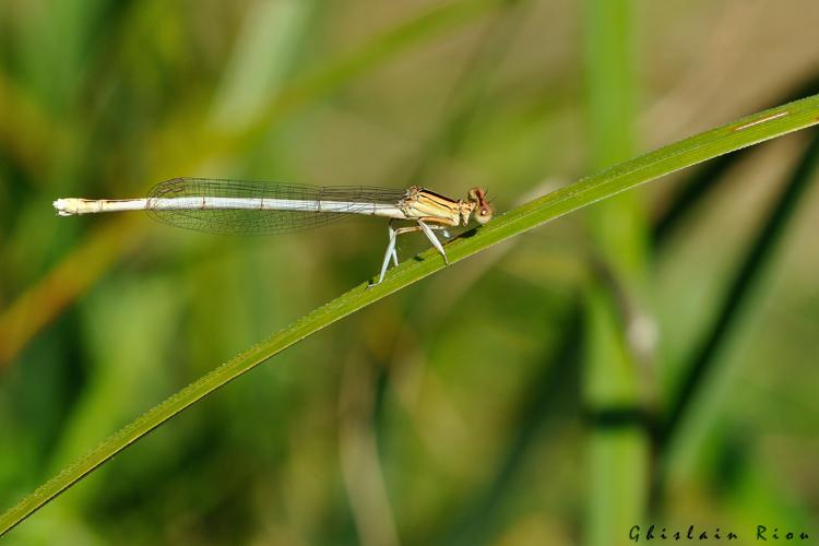 Platycnemis latipes mâle, 26 juil. 2024, Assier (46) © Ghislain Riou