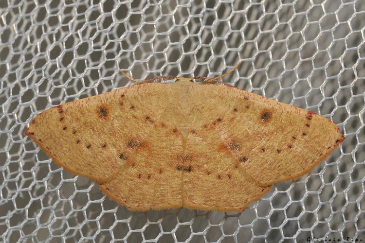 Cyclophora puppillaria, 3 août 2024, Leucate (11) © Ghislain Riou