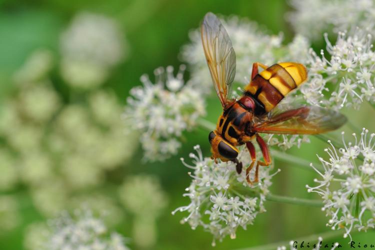 Milesia crabroniformis, 8 août 2024, Juzet-d'Izaut (31) © Ghislain Riou