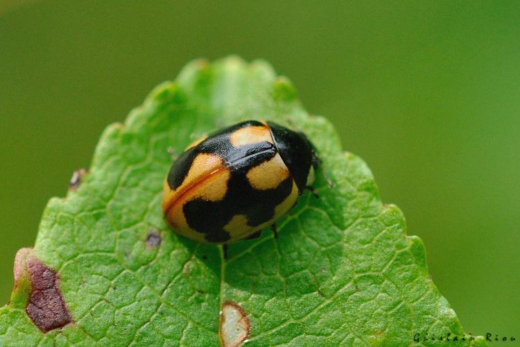 Coccinella hieroglyphica, 18 août 2024, Saint-Privat-du-Fau (48) © Ghislain Riou