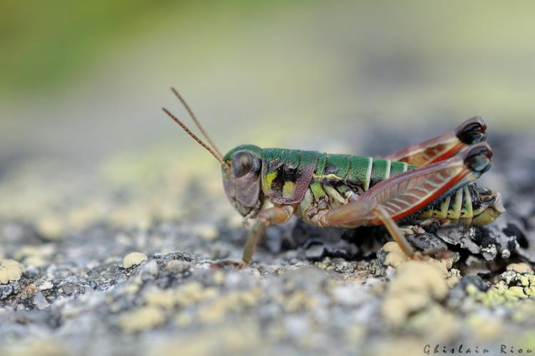 Cophopodisma pyrenaea mâle, 26 août 2024, Saint-Lary-Soulan (65) © Ghislain Riou