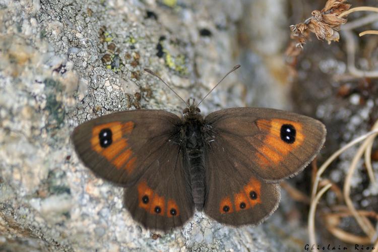 Erebia rondoui, 26 août 2024, Vielle-Aure (65) © Ghislain Riou