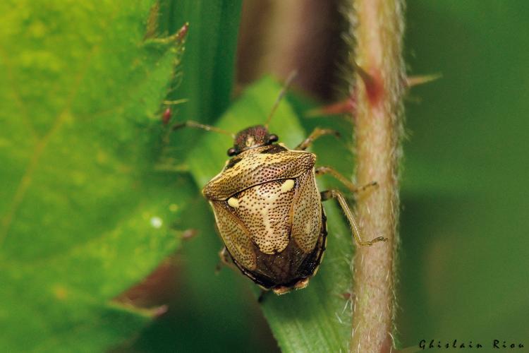 Eysarcoris aeneus, 6 sept. 2024, Sengouagnet (31) © Ghislain Riou