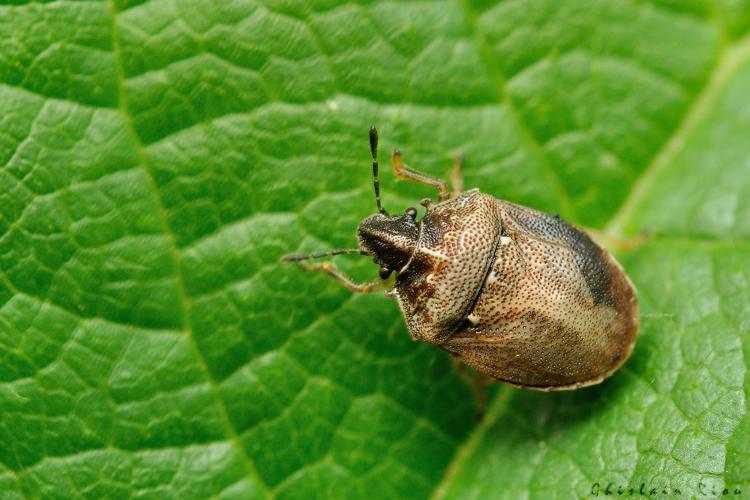 Podops inunctus , 6 sept. 2024, Sengouagnet (31) © Ghislain Riou