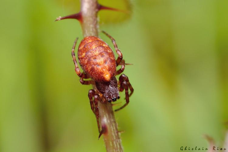 Cercidia prominens, 6 sept. 2024, Sengouagnet (31) © Ghislain Riou