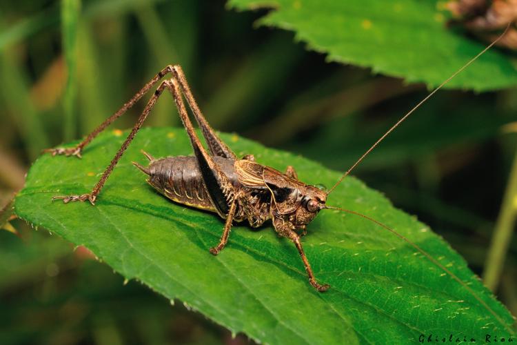 Pholidoptera griseoaptera mâle, 6 sept. 2024, Milhas (31) © Ghislain Riou