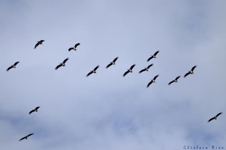 Cigognes noires en migration, 11 sept. 2024, Col du Soulor (65) © Ghislain Riou