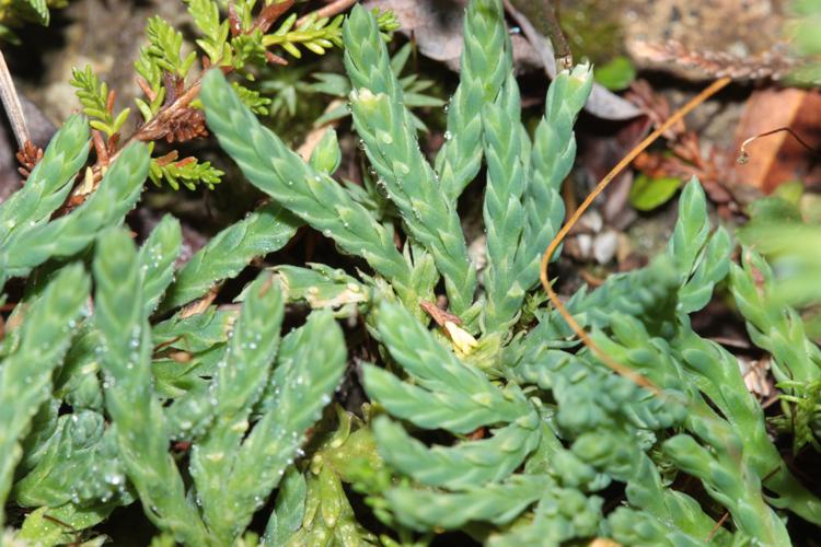 Diphasiastrum alpinum, pieds non fertiles, Bonac-Irazein (Ariège), altitude 2000 m, août 2024 © Pierre-Olivier Cochard