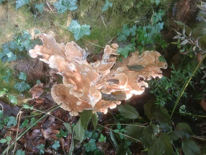 Polypore géant (Meripilus giganteus), Cazaubon (32), 24 septembre 2024 © Jean-Michel Catil