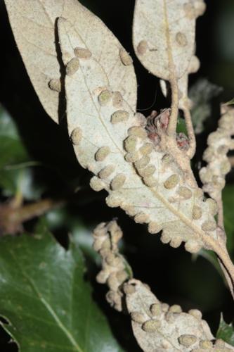 galles du diptère Dryomyia, vues sur le dessous d'une feuille de chêne vert (Toulouse, janvier 2025) © Pierre-Olivier Cochard