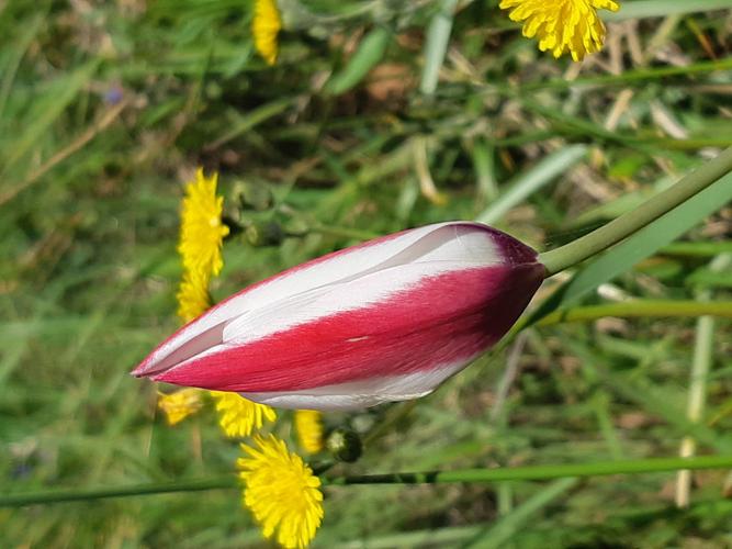 Tulipa clusiana, 1 avril 2025, Rieux-Volvestre (31) © Ghislain Riou