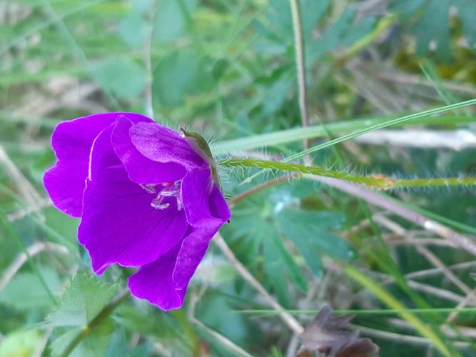 Geranium sanguineum, 1 avril 2025, Rieux-Volvestre (31) © Ghislain Riou